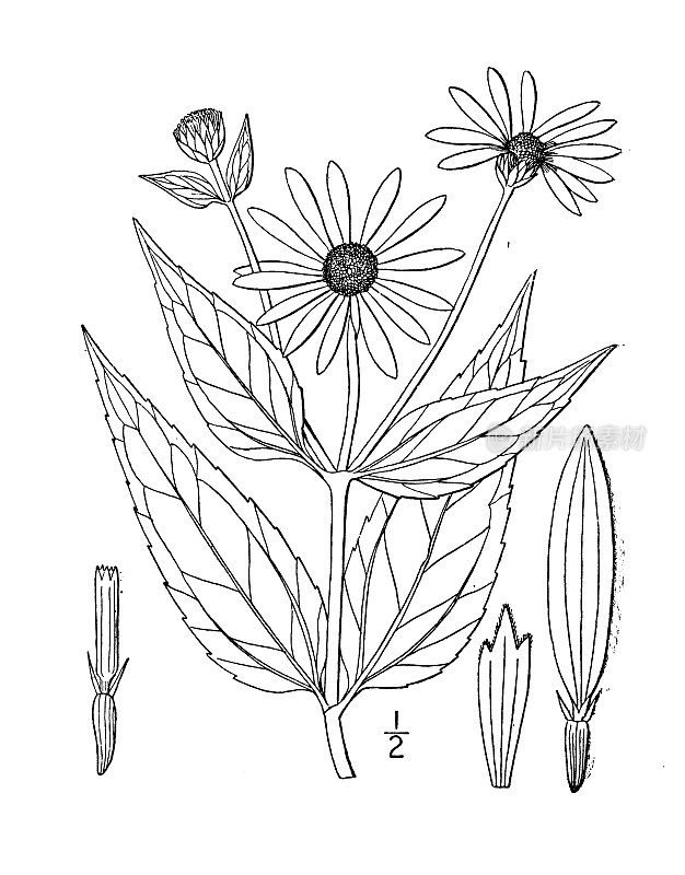 古植物学植物插图:Helianthus laetiflorus，艳丽向日葵